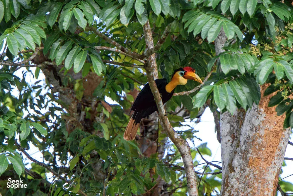 Seek Sophie option picture