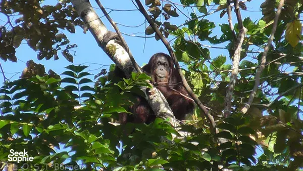 Orangutan in a rainforest tree canopy during the Deramakot Forest Reserve wildlife adventure, close to orangutans