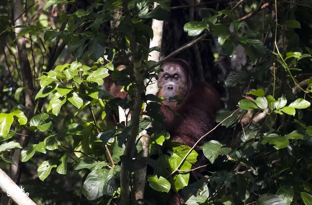 Orangutan tucked among dense canopy leaves during a Deramakot Safari near Sandakan, Sabah — expert-guided rainforest viewing