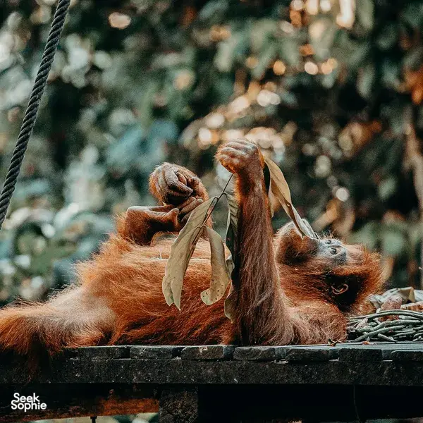 Sandakan Day Trip: Orangutan, Sun Bears, Rainforest Discovery Centre & Fireflies Cruise