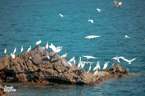 Gulls flying over a rocky limestone islet in Lan Ha Bay, Cat Ba, surrounded by teal water and jagged cliffs