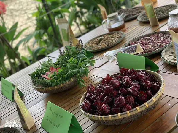 Discover the Healing Magic of Plants with Seasoned Herbalist