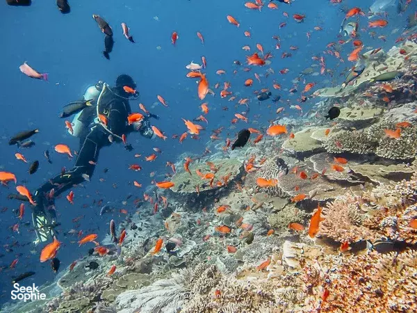 Lombok Pink Beach 2 Fun Dives from Kuta | For Macro Lovers!