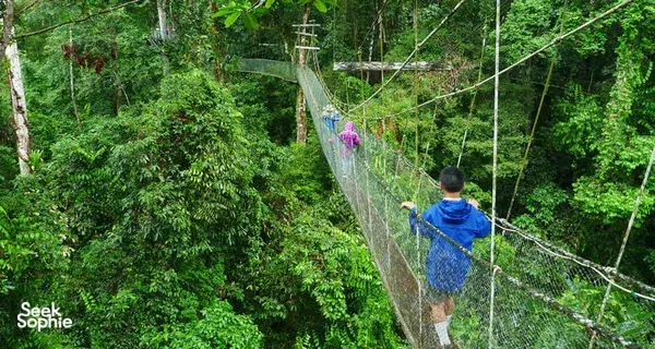 Person in blue jacket walking along a netted rope bridge over jungle canopy near Kota Kinabalu on a tour