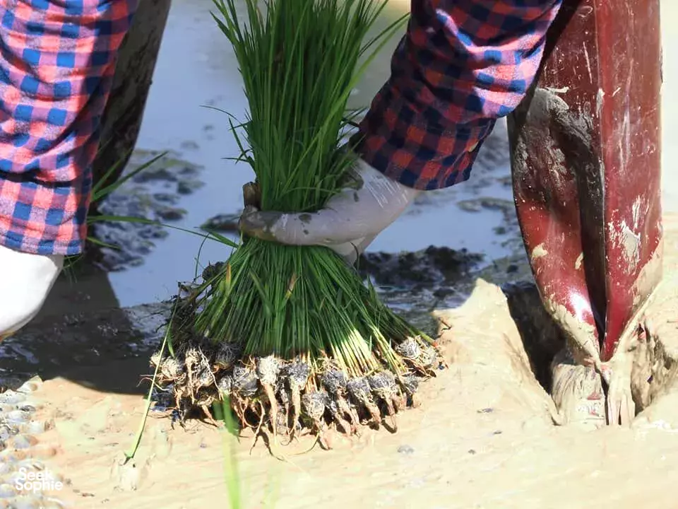 Seek Sophie option picture