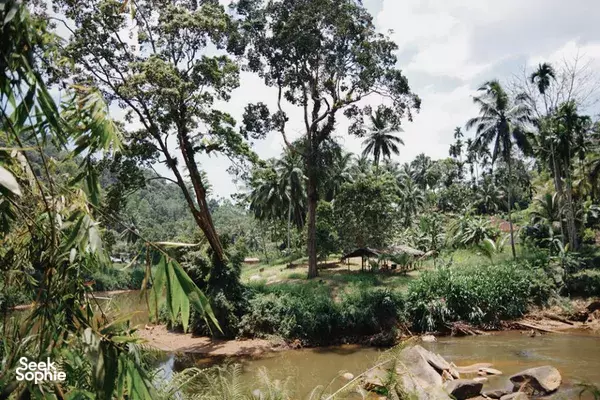 1-Day Sinharaja Rainforest & Waterfall Hike | With Amazing Nature Guide