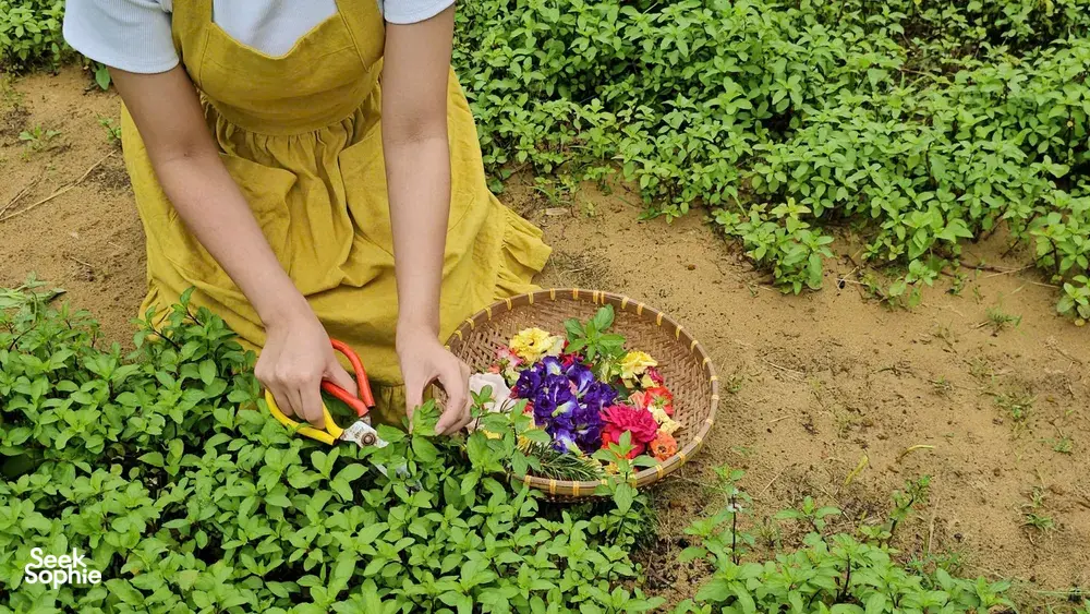 Seek Sophie option picture