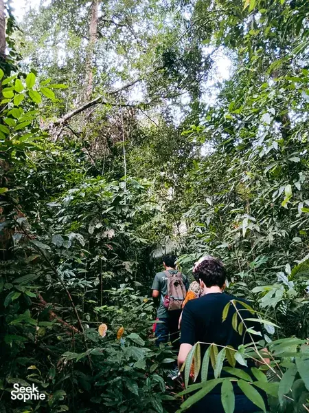 Group trekking on a herbalist-led gentle forest walk through Gunung Raya rainforest in Langkawi with Darulaman Sanctuary