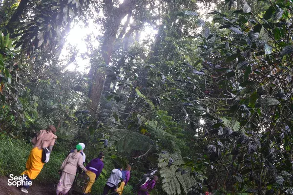 Backpackers walking along a lush jungle trail in Indonesia, looking up at tall trees as they trek for their yoga retreat