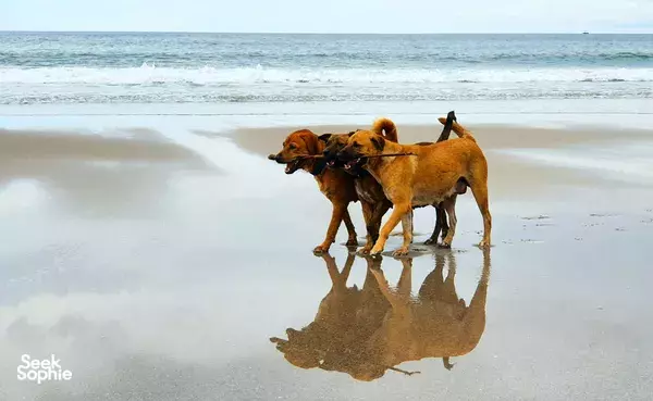 Save Bali's Dogs at Local Animal Shelter