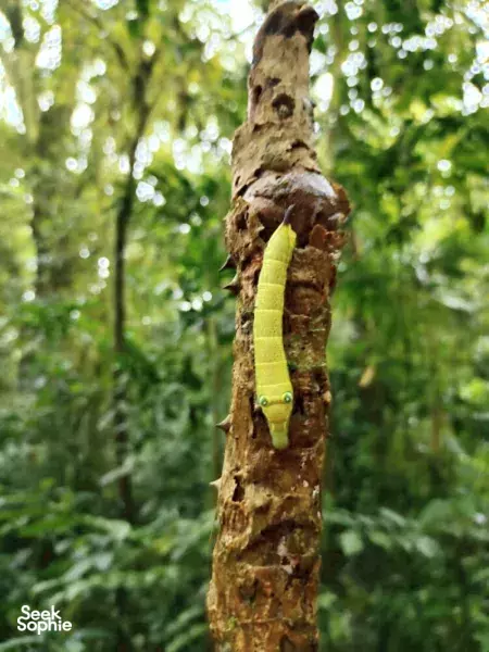 3 Days Jungle Bushcraft; Trekking, Camping and 101 Survival - Bali, Indonesia
