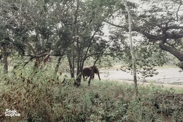 Wild animal grazing in the trees near a river in Wilpattu National Park, captured from the safari path in Anuradhapura