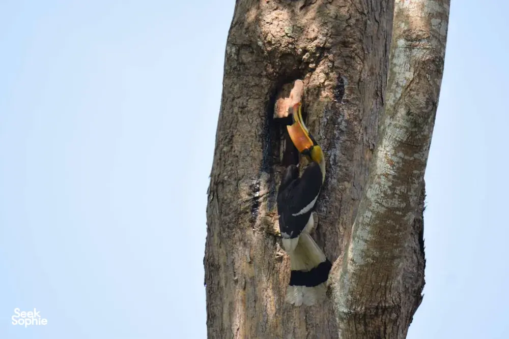 Hornbill perched inside a hollow tree trunk against the sky in Khao Yai National Park, a wildlife trekking lookout