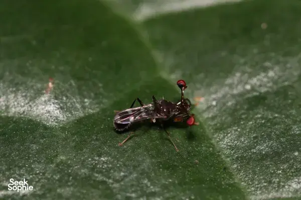 Discover Singapore's Hidden Insects with an Expert Entomologist
