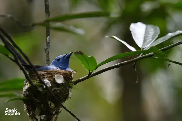 Bright blue bird perched on a mossy nest on a tree branch during Wildlife Safari Thailand’s expert birdwatching in Khao Yai