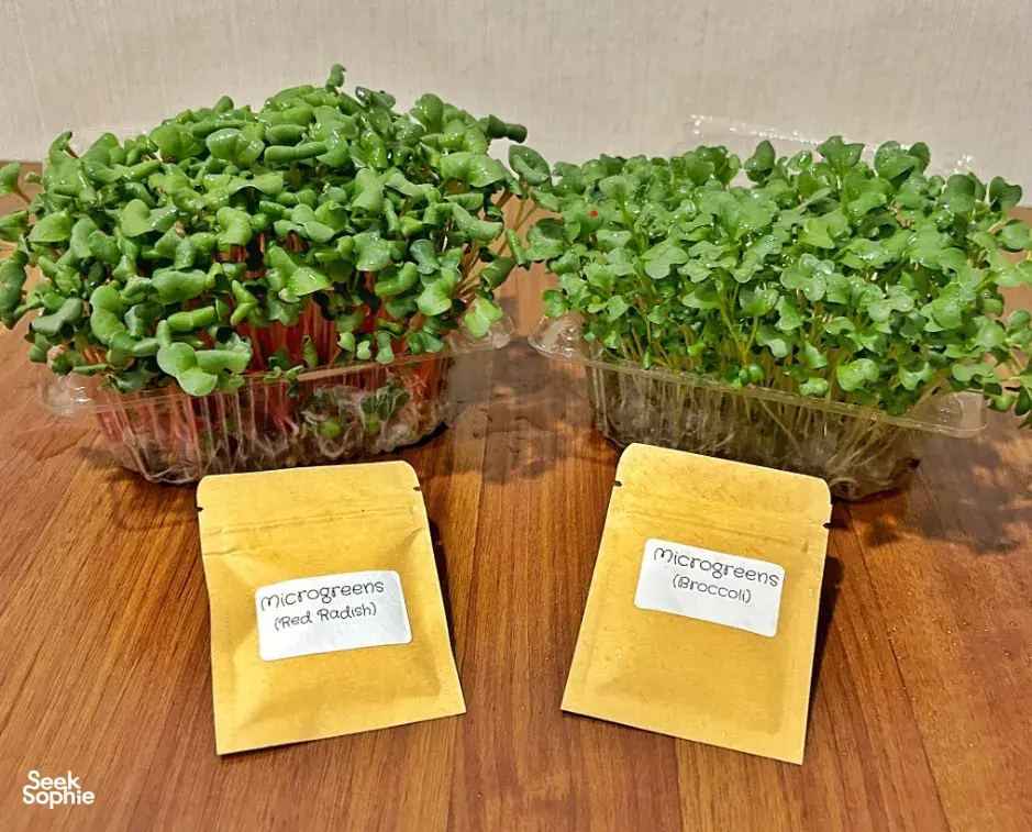 Clear containers of green microgreens and labelled seed packs on a wooden table during Urban Green Dot workshops in Singapore
