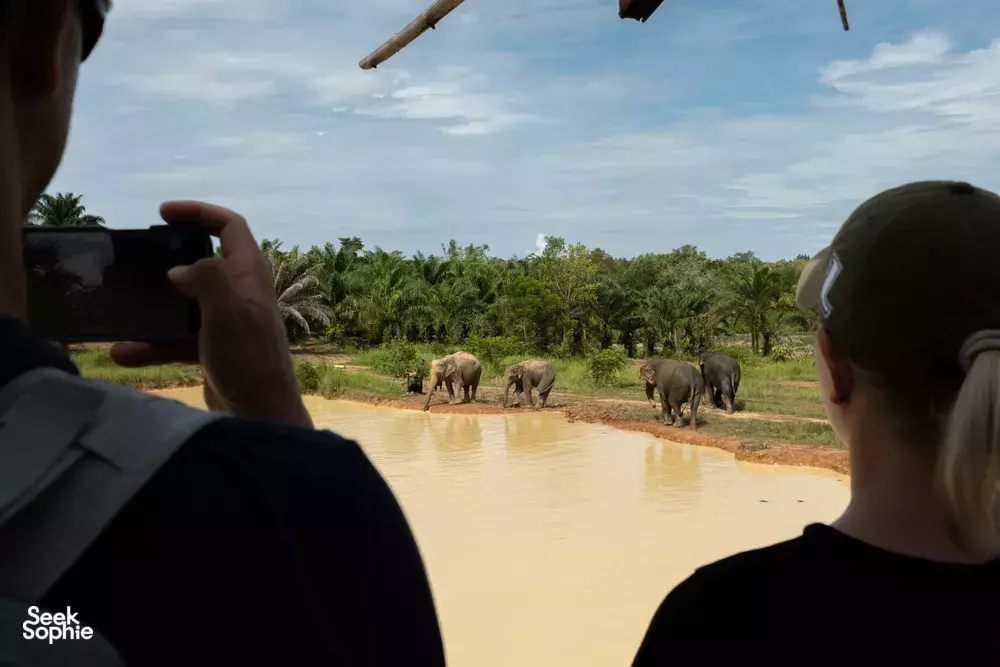 Seek Sophie option picture