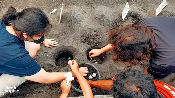 Saving Bali's Sea Turtles: Join the Conservation Effort (May-October)