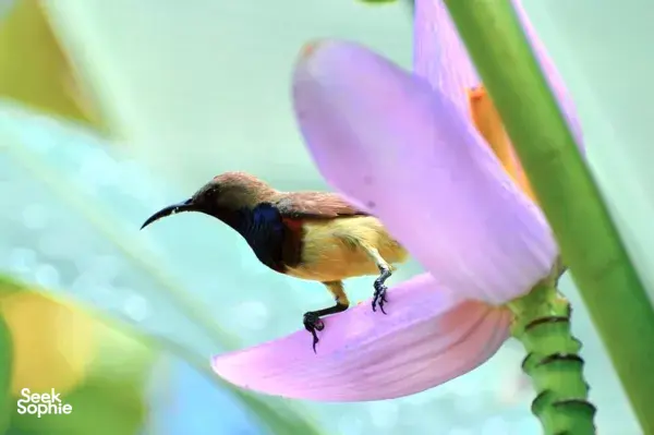 Discover Khao Sok’s Birdlife with a Local Birdwatching Expert