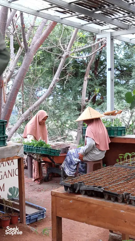 Seek Sophie option picture