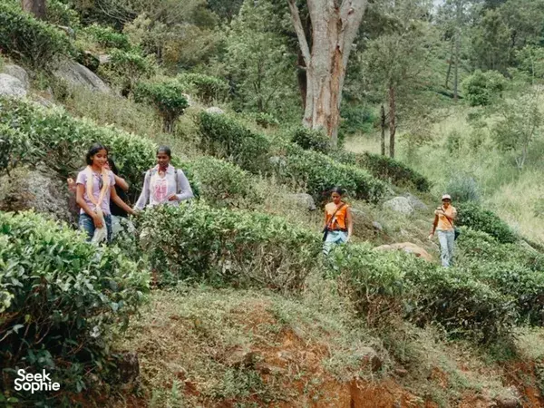 Cycling in Hanthana Tea Plantation