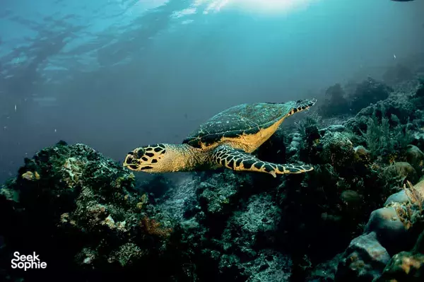 Try Scuba Diving in Gili Trawangan | No license needed!