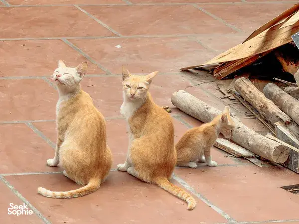 Two ginger cats on terracotta tiles beside a woodpile in a Hanoi courtyard kitchen where tofu is made