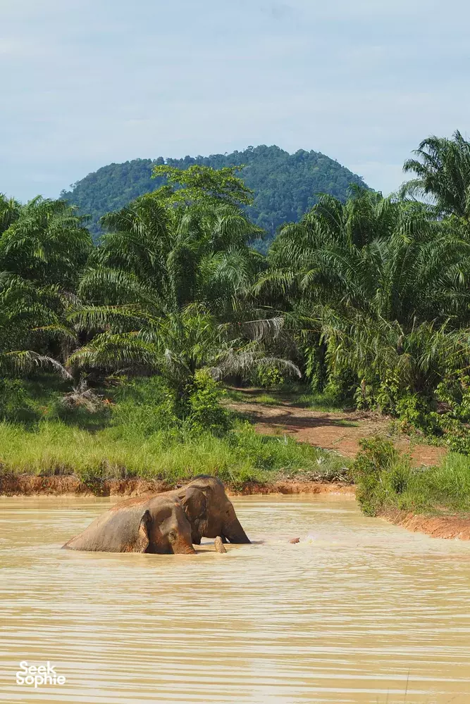 Seek Sophie option picture