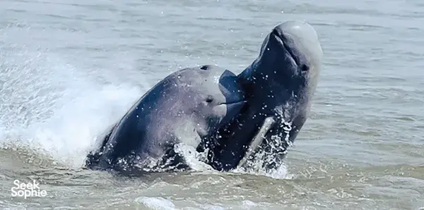 Wildlife Safaris in Kuching