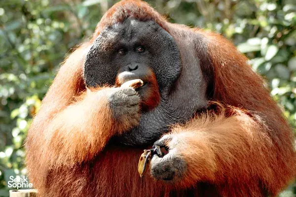 3D2N Shared Tanjung Puting Cruise | Perfect For Solo Travellers