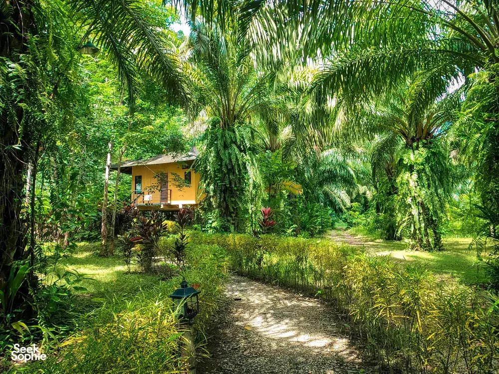 Tropical garden path winding past an Anurak Lodge bungalow through dense palms and rainforest, Khao Sok National Park