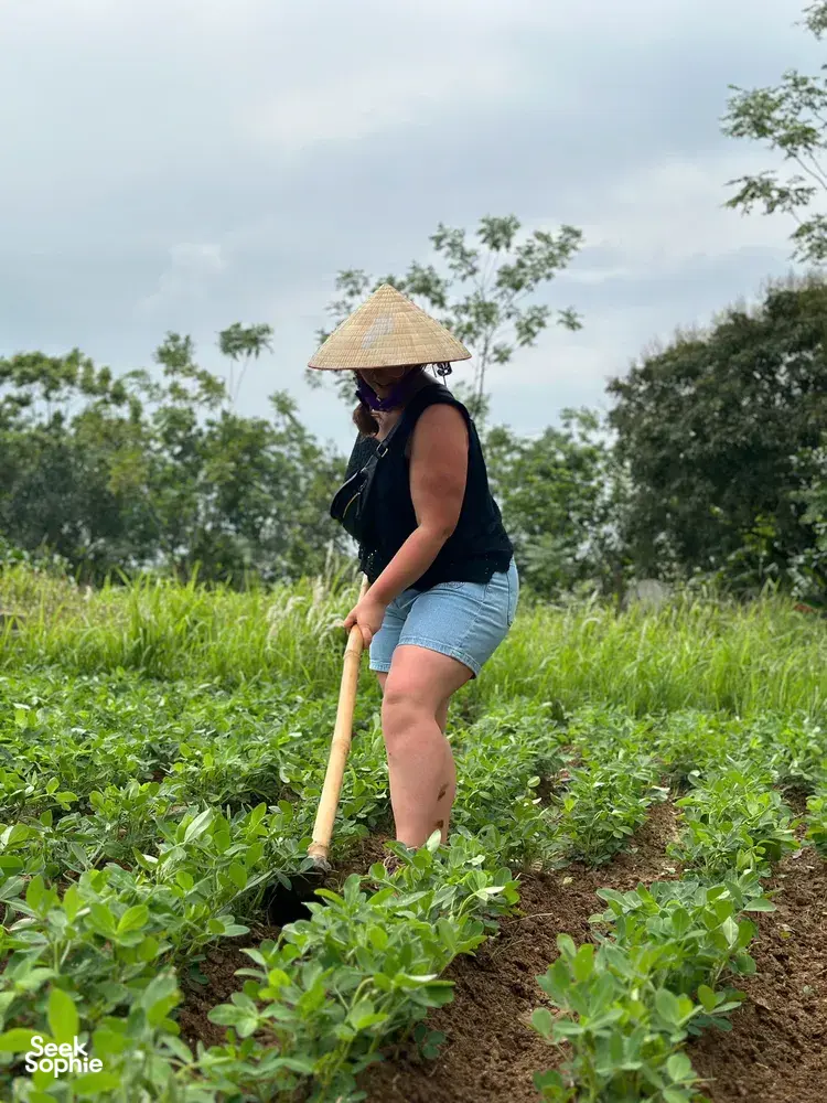 Conical-hatted farmer working seedlings with a long hoe in a lush rice field during a hands-on experience near Hanoi