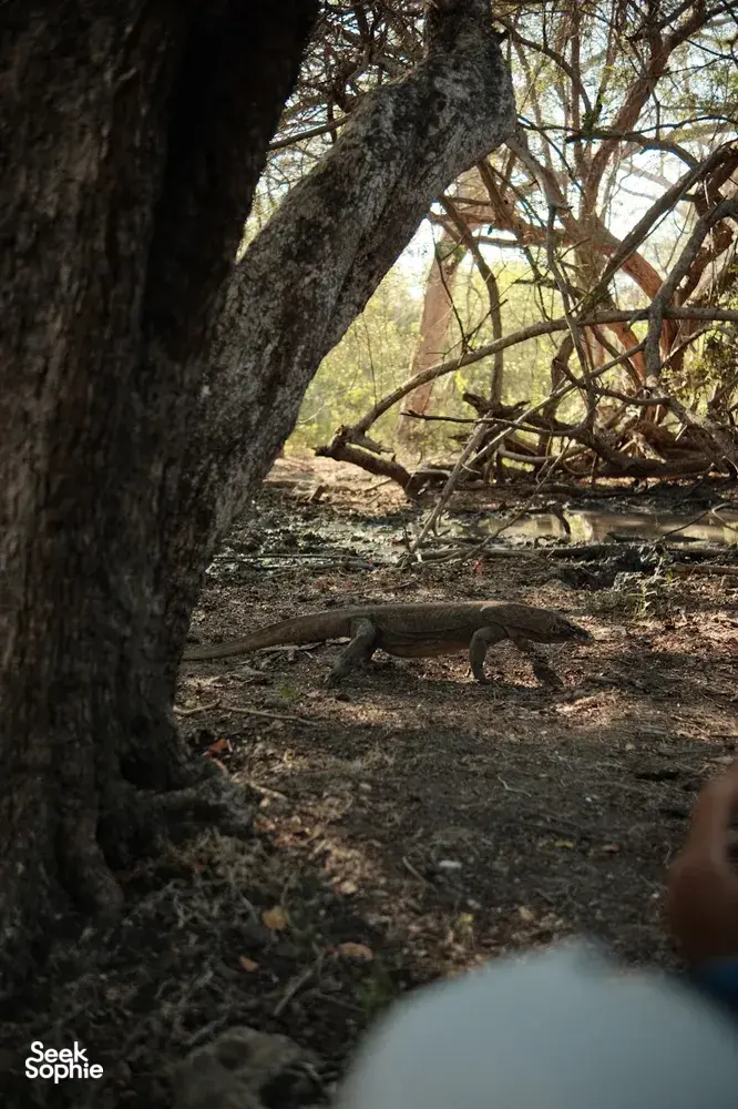 Seek Sophie option picture