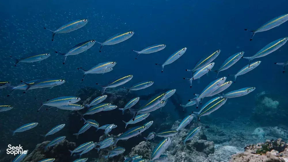 Seek Sophie option picture