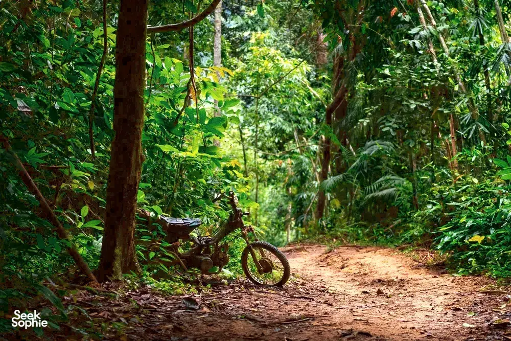 Seek Sophie option picture