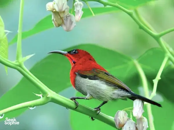Discover Khao Sok’s Birdlife with a Local Birdwatching Expert