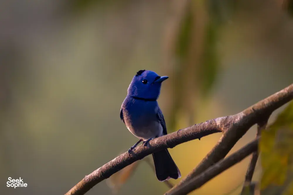 Blue bird perched on a branch in Cat Tien during a private 3D2N ethical wildlife tour led by an expert naturalist