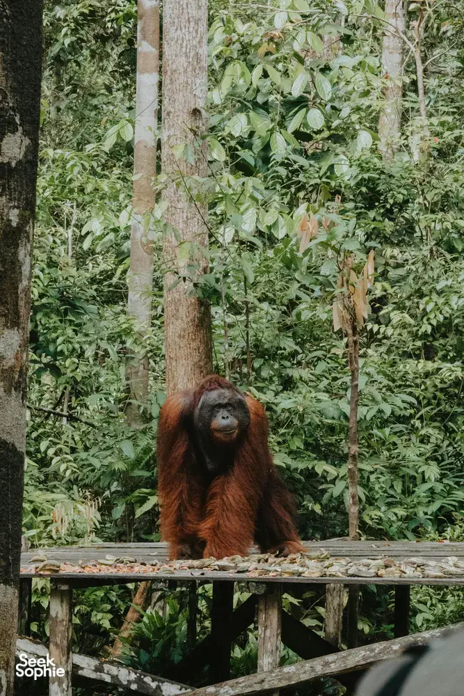 Visit the Feeding Stations