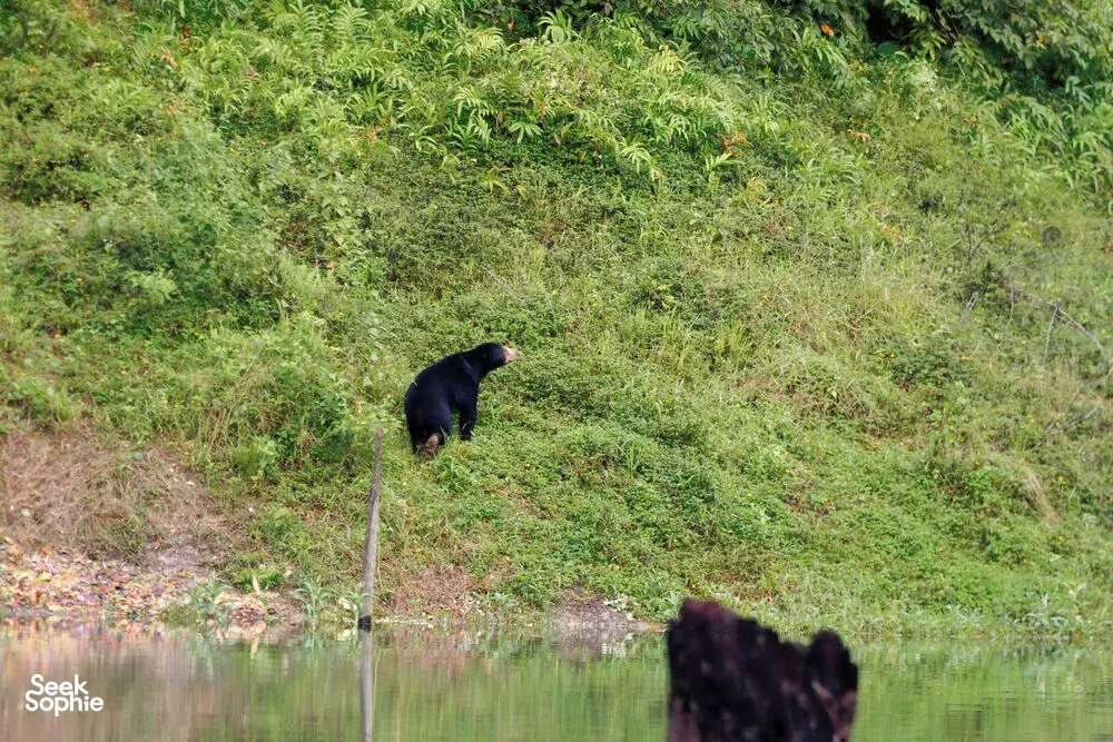 Seek Sophie option picture