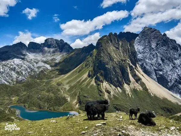 Yaks grazing on a high grass ridge above a turquoise lake in Shangri-La, with snow-dusted mountains under blue sky