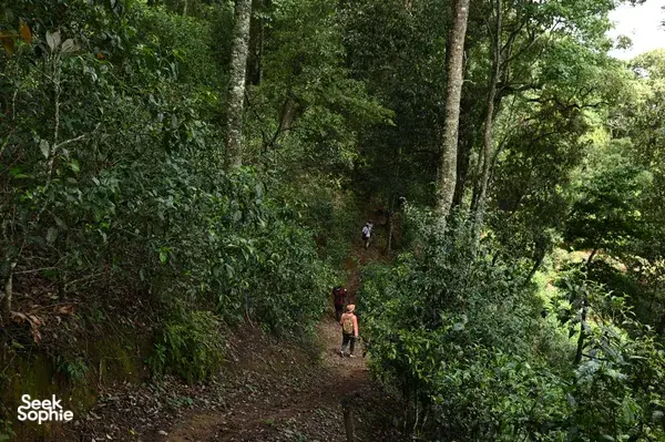 Pengembara mendaki di laluan hutan sempit dengan kehijauan rimbun di kawasan teh pergunungan Xishuangbanna