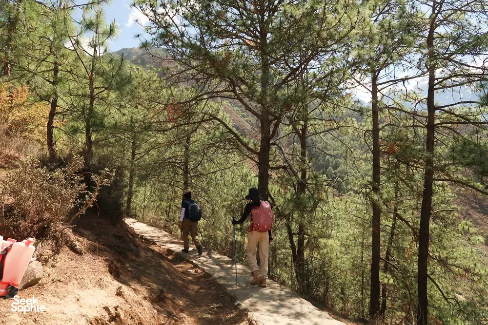 Backpack hikers walking along a narrow dirt path beside pine trees on the Tiger Leaping Gorge high trail near Lijiang