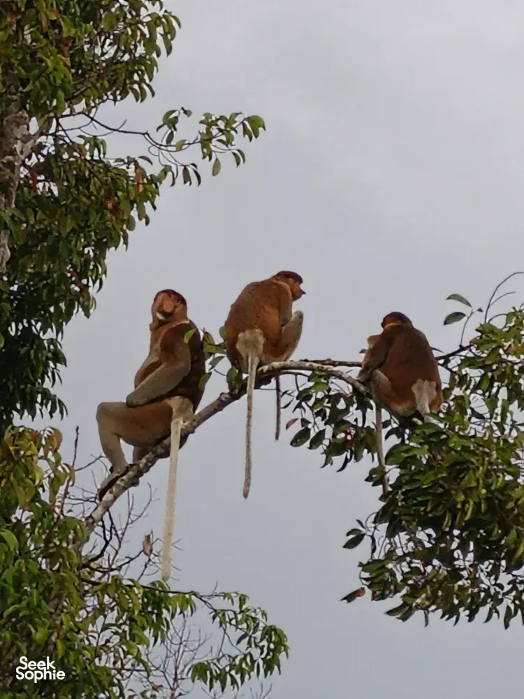 Seek Sophie option picture