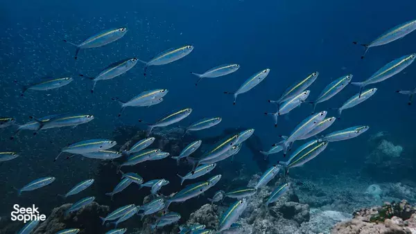 私人浮潜一日游 | 探索苏林群岛,Moken 原住民做向导