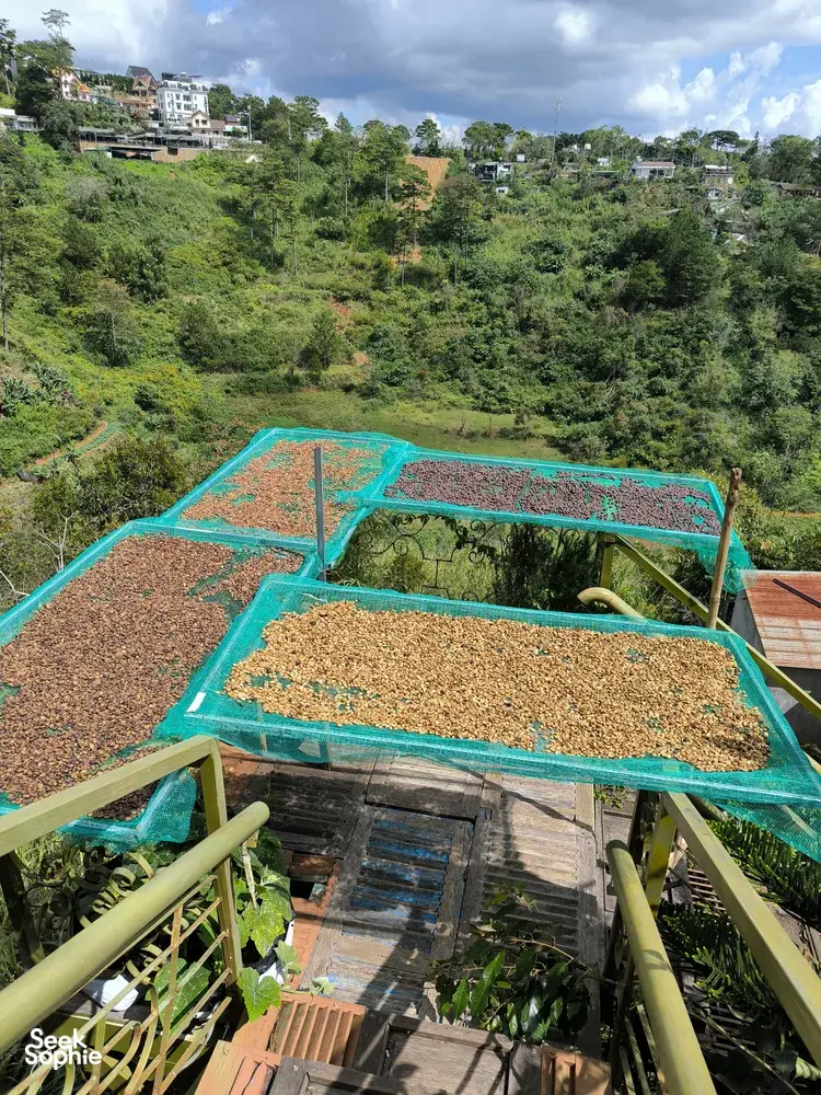 Seek Sophie option picture