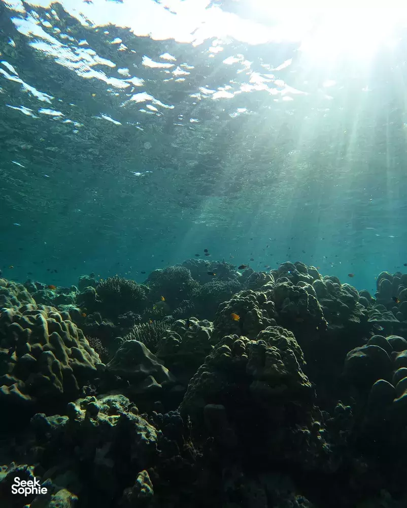 Seek Sophie option picture