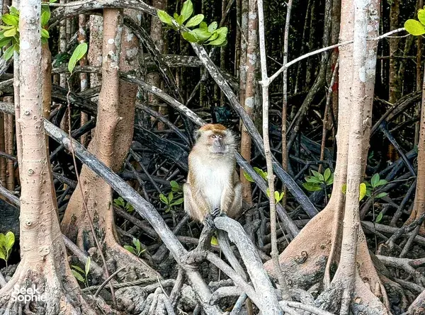 Monkey perched on tangled mangrove roots in Langkawi’s Tanjung Rhu UNESCO Geopark during naturalist-led wildlife spotting