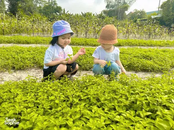 Discover the Healing Magic of Plants with Seasoned Herbalist