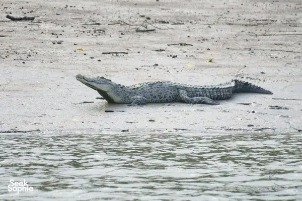 Mangrove Wildlife Cruise: Spot Dolphins & Proboscis Monkeys
