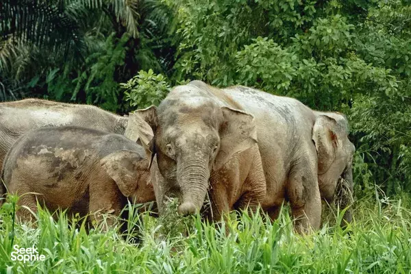 3D2N Kinabatangan River Safari